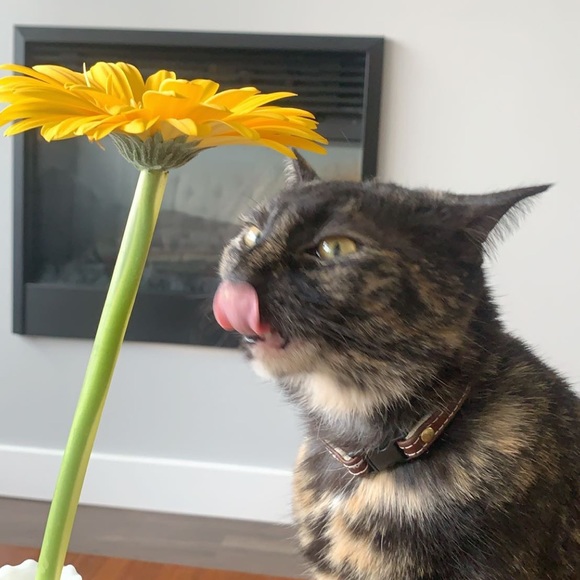 Meet your Posher, Morgan - Picture 1 of 1